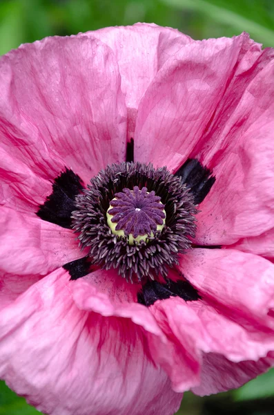 Flor de papoula rosa — Fotografia de Stock