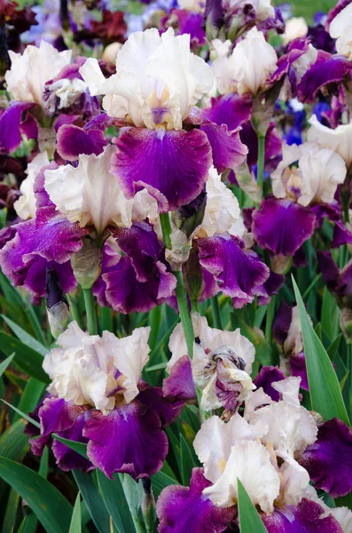 Fleurs d'iris en fleurs — Photo
