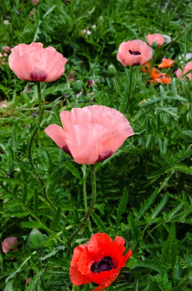 Rosa vallmo blommor — Stockfoto