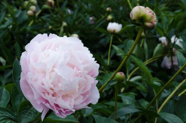 Beyaz şakayık çiçeği