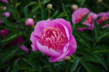 Pembe şakayık çiçeği