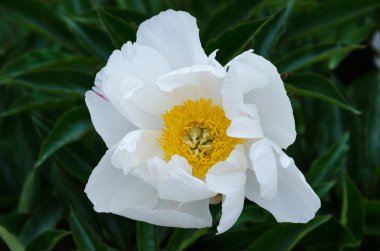 Beyaz şakayık çiçeği