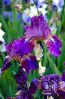 çiçek açan iris çiçekler