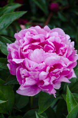 Pembe şakayık çiçeği