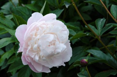 Beyaz şakayık çiçeği