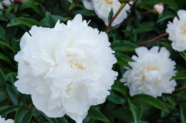 하얀 해바라기 꽃 — 스톡 사진