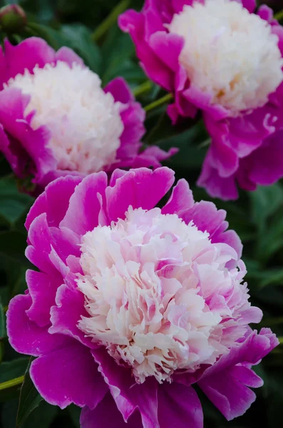 Rosafarbene Pfingstrosenblüten — Stockfoto