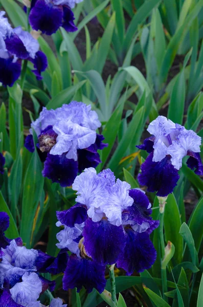 Flores da íris em flor — Fotografia de Stock