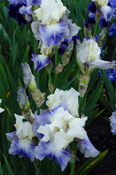 Çiçek açan iris çiçekler — Stok fotoğraf