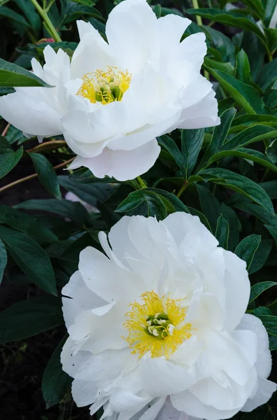 Białe kwiaty piwonii — Zdjęcie stockowe