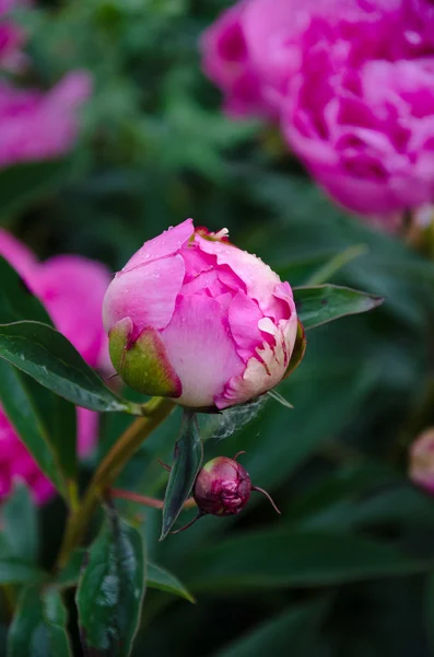 Flores de peonía rosa — Foto de Stock