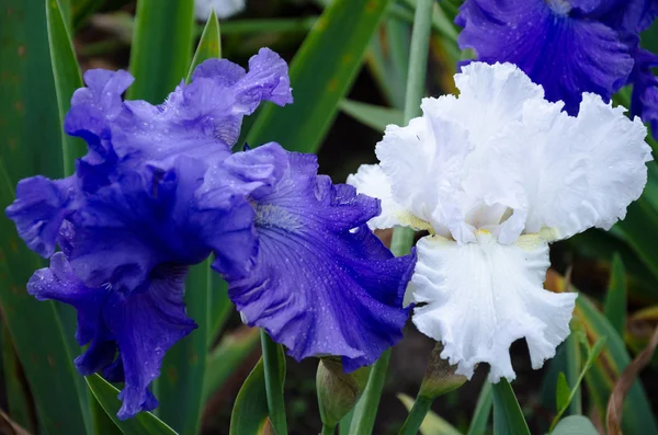 Çiçek açan iris çiçekler — Stok fotoğraf