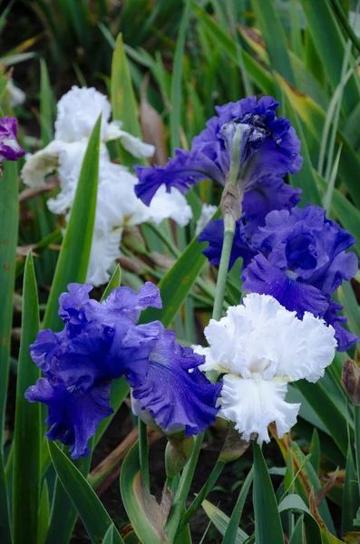 Çiçek açan iris çiçekler — Stok fotoğraf