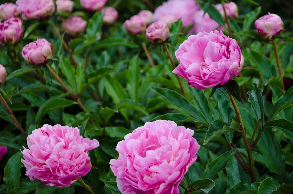 Pink peony flowers — Stock Photo, Image