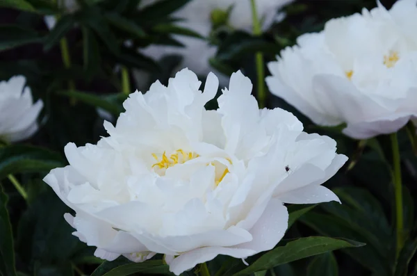 하얀 해바라기 꽃 — 스톡 사진
