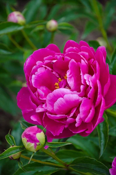 Flor de peonía rosa — Foto de Stock