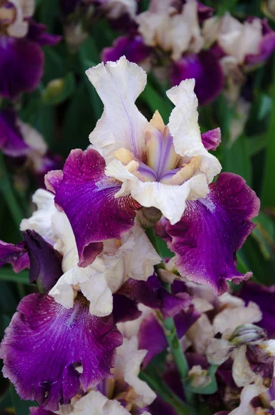 Blooming iris flowers