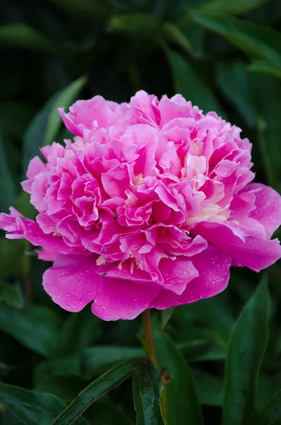 Flor de peónia rosa — Fotografia de Stock