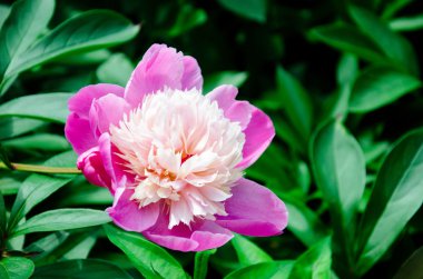 Pembe şakayık çiçeği