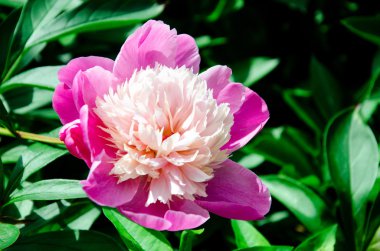 Pembe şakayık çiçeği