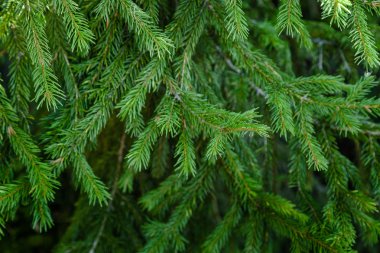 Firavun ağacı dalları