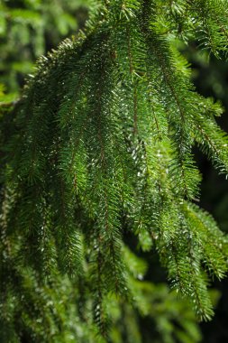 Firavun ağacı dalları