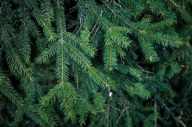 Firavun ağacı dalları