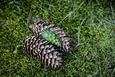 Çam kozalakları yığını