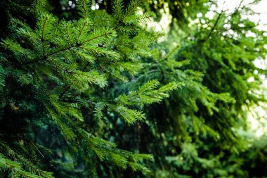 Firavun ağacı dalları