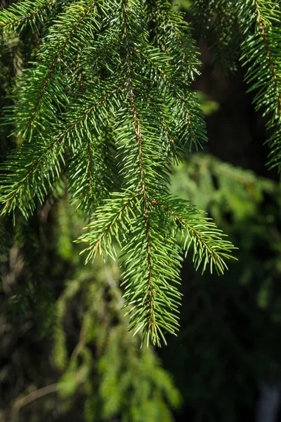 Kråkväxter — Stockfoto