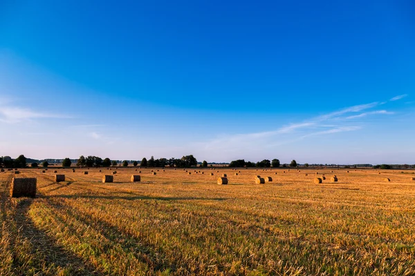 Heubrötchen im Feld — Stockfoto