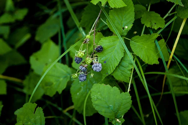 野生黑莓树枝 — 图库照片
