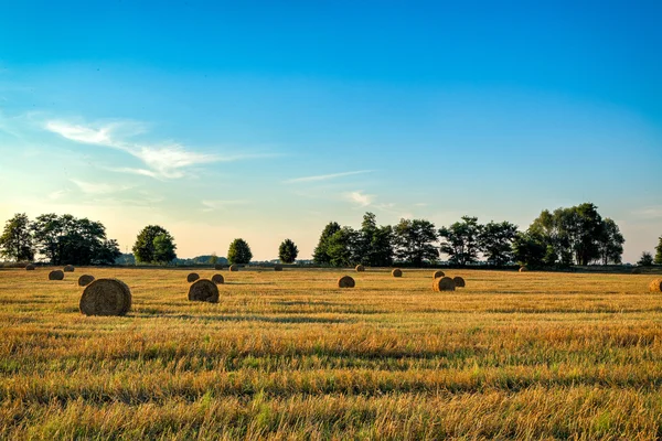 Hö rullar i fältet — Stockfoto