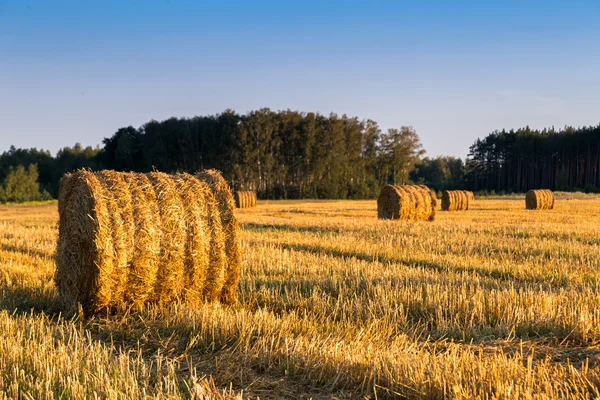 Heubrötchen im Feld — Stockfoto