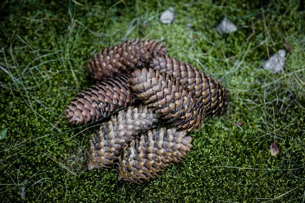 Stack av kottar — Stockfoto