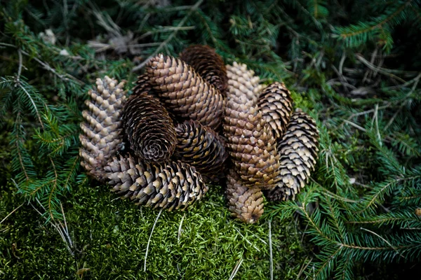 Pilha de cones de pinheiro — Fotografia de Stock