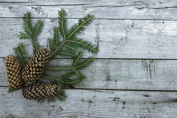 Kottar och fir gren — Stockfoto