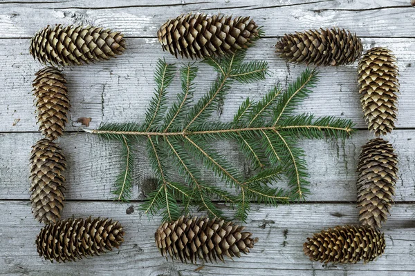 Pine kottar ram — Stockfoto