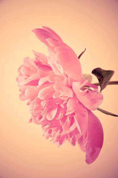 Roze bloeiende bloem — Stockfoto