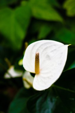 Beyaz calla çiçek