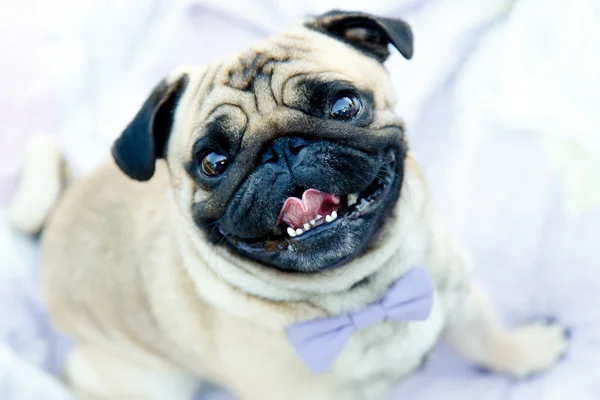 Pug cão focinho — Fotografia de Stock