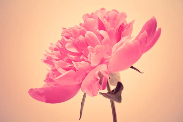 Rosa blommande blomma — Stockfoto