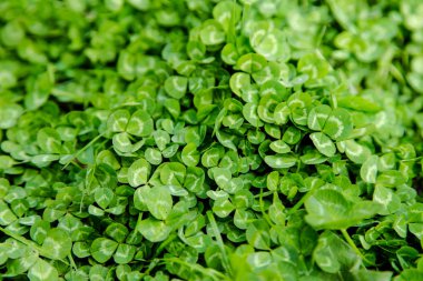 yeşil yaprakları duvar