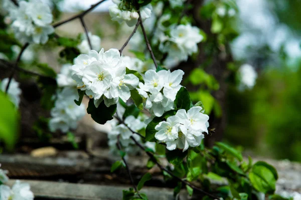 Bahar çiçek şube — Stok fotoğraf
