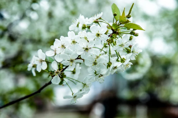 Branche florissante printanière — Photo