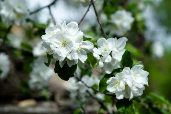 Bahar çiçek şube — Stok fotoğraf
