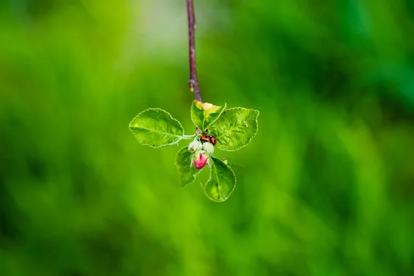 Kumbang kecil pada bunga musim semi — Stok Foto