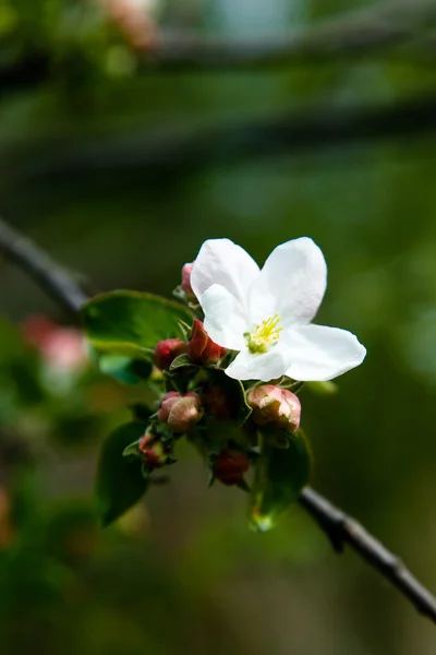 Spring blossoming flower — Stock Photo, Image