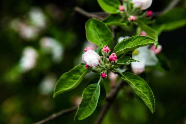 Branche florissante printanière — Photo