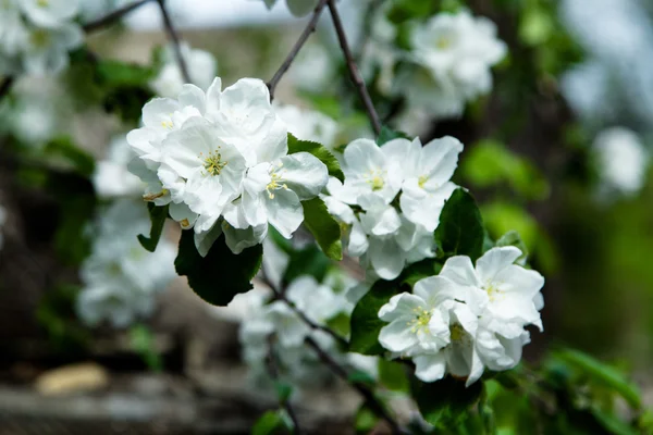 Branche florissante printanière — Photo